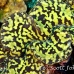 clam_giant_vr_h_0705_png0951.jpg